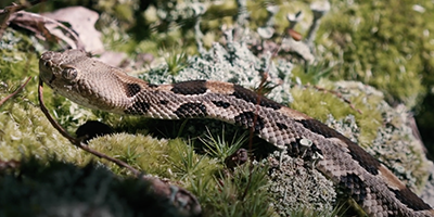 Myrtle Beach snake